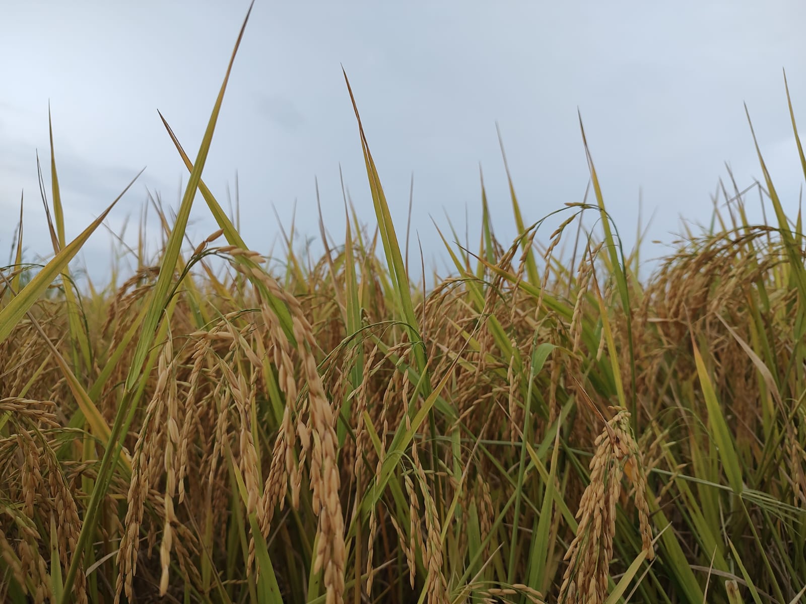 Lavoura de Arroz