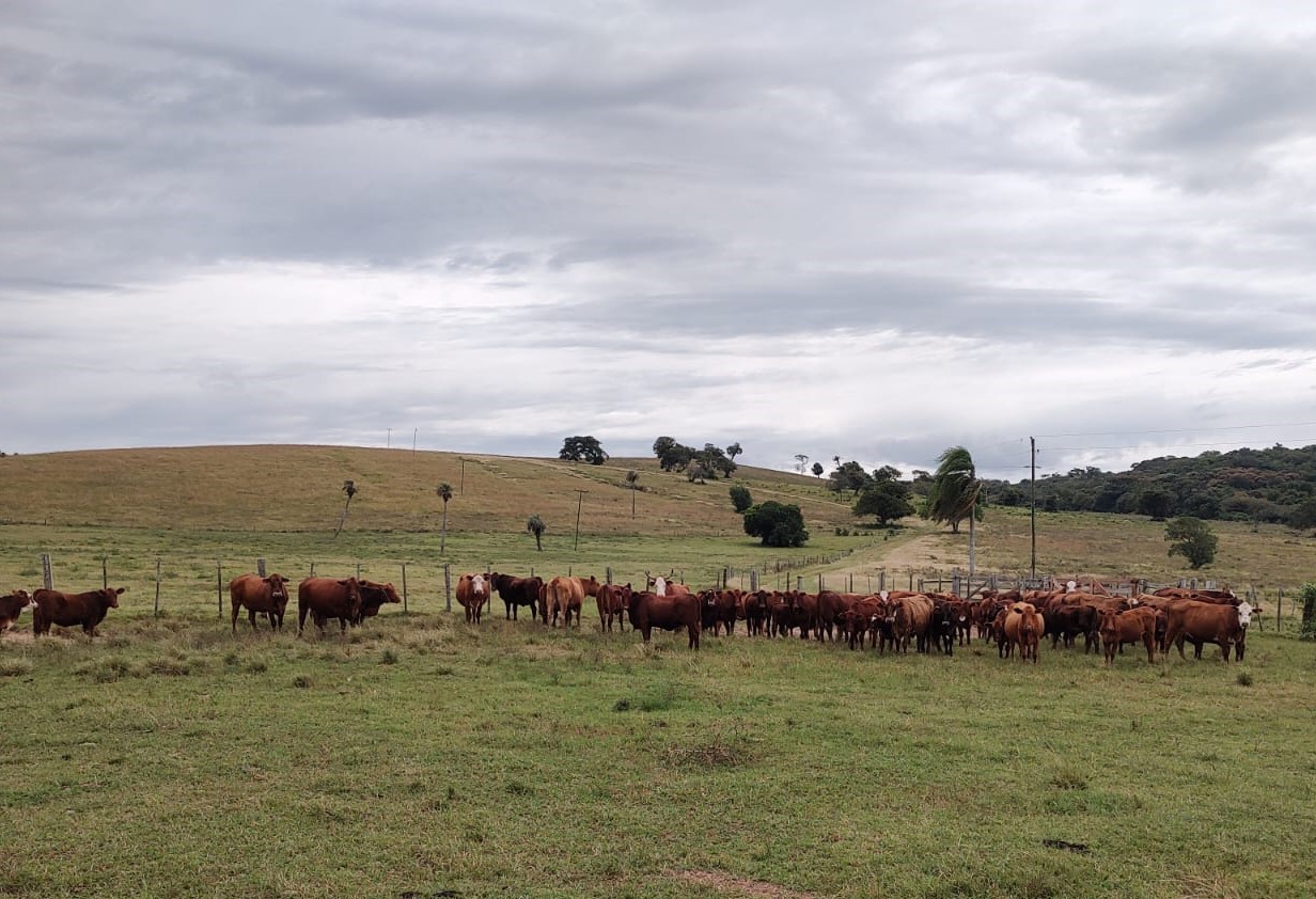 Gado Red Angus